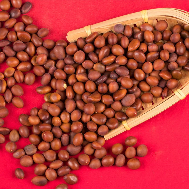 Gleditsia Sinensis Seeds | Chinese Honey Locust | Zao Jia Shu | 100pcs/bag-Pure Chinese Herb™