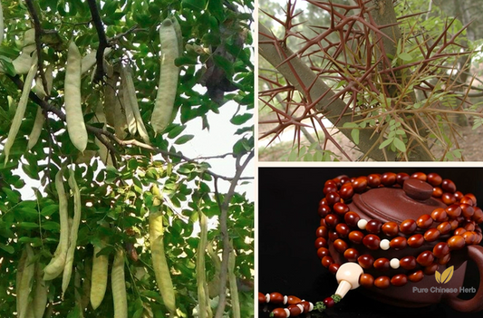 Gleditsia Sinensis Seeds | Chinese Honey Locust | Zao Jia Shu | 100pcs/bag-Pure Chinese Herb™
