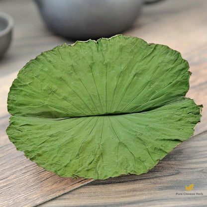 He Ye Folium Nelumbinis Lotus Leaf Nelumbo Nucifera Gaertn.-Pure Chinese Herb™
