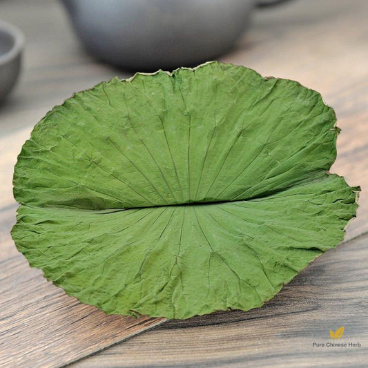He Ye Folium Nelumbinis Lotus Leaf Nelumbo Nucifera Gaertn.-Pure Chinese Herb™