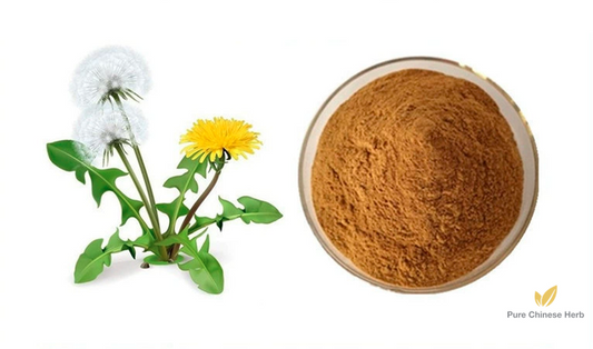Herba Taraxaci Extract 20:1 | Mongolian Dandelion Herb Extract | Pu Gong Ying-Pure Chinese Herb™