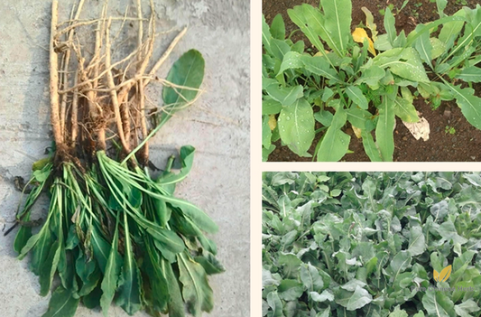 Isatis Tinctoria Seeds | Dyer’s Woad | Ban Lan Gen | 100pcs/bag-Pure Chinese Herb™