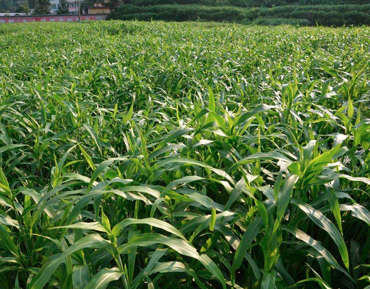 Job's Tears Seeds | Coix Chinensis | Yi Yi | 200pcs/bag-Pure Chinese Herb™