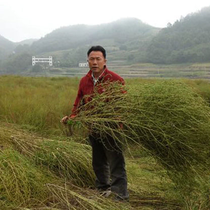Kochia scoparia Seeds | Mock-Cypress | Burningbush | Di Fu Zi | 500pcs/bag-Pure Chinese Herb™