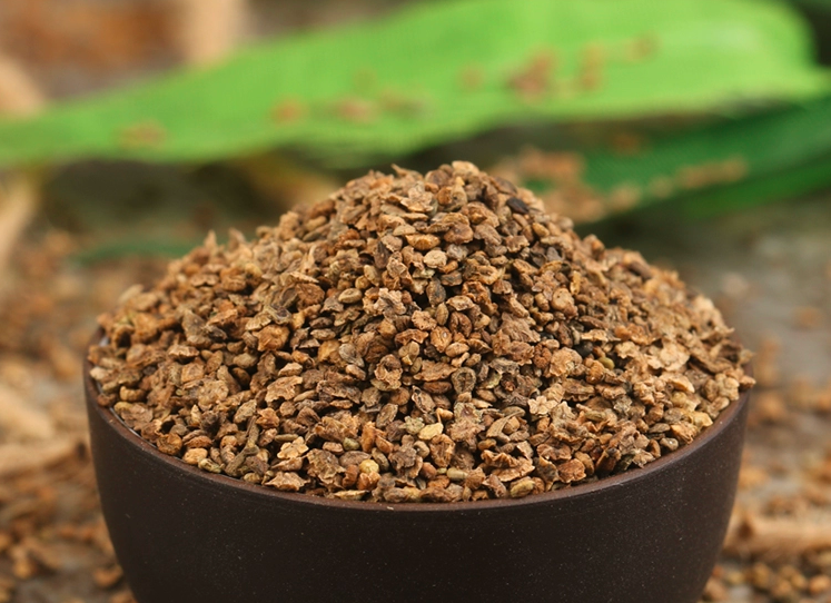 Kochia scoparia Seeds | Mock-Cypress | Burningbush | Di Fu Zi | 500pcs/bag-Pure Chinese Herb™