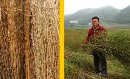 Kochia scoparia Seeds | Mock-Cypress | Burningbush | Di Fu Zi | 500pcs/bag-Pure Chinese Herb™