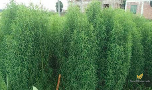 Kochia scoparia Seeds | Mock-Cypress | Burningbush | Di Fu Zi | 500pcs/bag-Pure Chinese Herb™