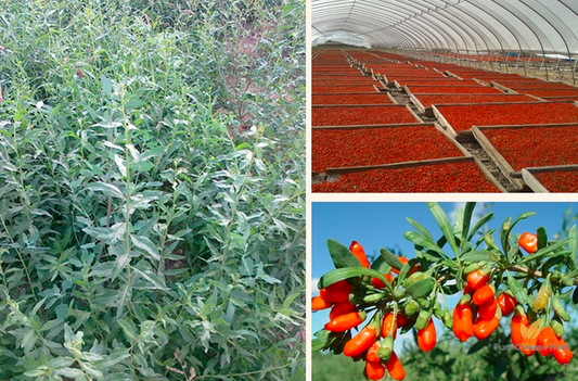 Lycium Barbarum Seeds | Goji Berry Wolfberry Seed | Gou Qi | 200pcs/bag-Pure Chinese Herb™
