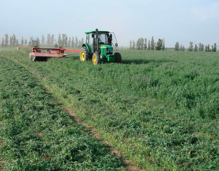 Medicago Sativa Seeds | Lucerne Alfalfa Seed | Zi Hua Mu Xu | 200pcs/bag-Pure Chinese Herb™
