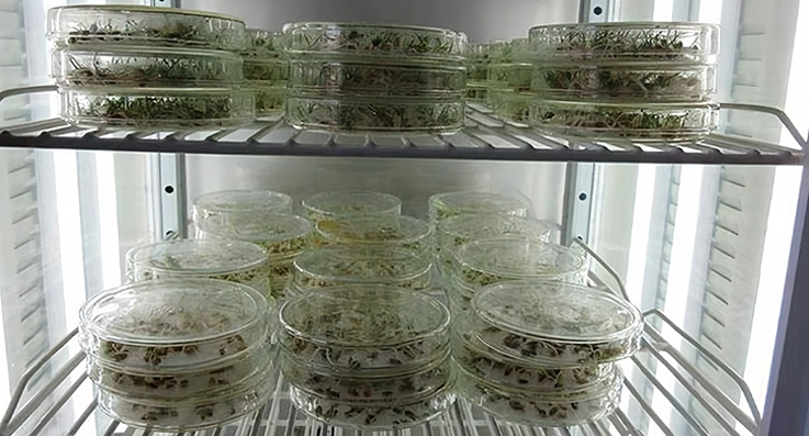 Medicago Sativa Seeds | Lucerne Alfalfa Seed | Zi Hua Mu Xu | 200pcs/bag-Pure Chinese Herb™