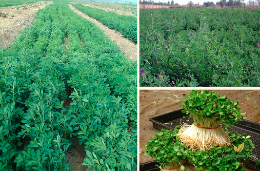 Medicago Sativa Seeds | Lucerne Alfalfa Seed | Zi Hua Mu Xu | 200pcs/bag-Pure Chinese Herb™