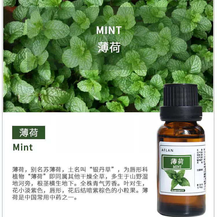 Mentha Canadensis Essential Oil | Mint Essential Oil | Bo He Jing You-Pure Chinese Herb™