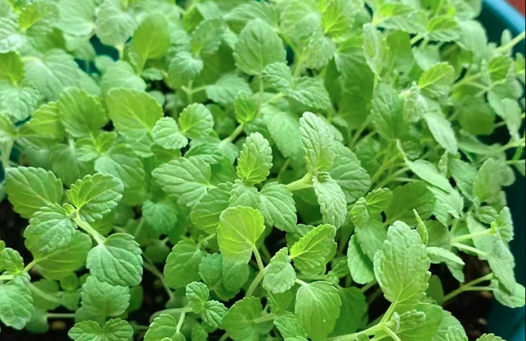 Mentha Canadensis Seeds | Chinese Mint | East Asian Wild Mint | Bo He | 500pcs/bag-Pure Chinese Herb™
