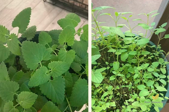 Mentha Canadensis Seeds | Chinese Mint | East Asian Wild Mint | Bo He | 500pcs/bag-Pure Chinese Herb™