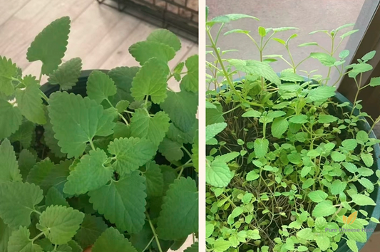 Mentha Canadensis Seeds | Chinese Mint | East Asian Wild Mint | Bo He | 500pcs/bag-Pure Chinese Herb™