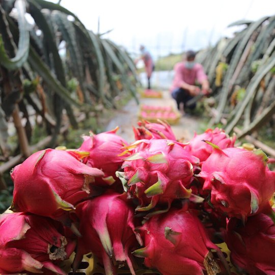 Natural White Pitaya Slices | Dried Dragon Fruit Wheels | Bái Huǒ Lóng Guǒ Gān Piàn-Pure Chinese Herb™