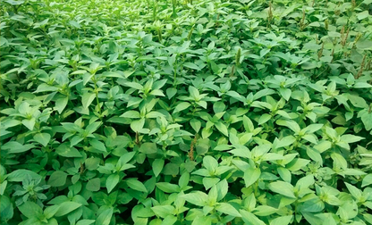 Nepeta Cataria Seeds | Catmint | Catnip | Catswort | Da Ye Jing Jie | 500pcs/bag-Pure Chinese Herb™