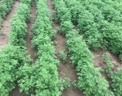 Nepeta Cataria Seeds | Catnip Catswort | Jing Jie | 200pcs/bag-Pure Chinese Herb™