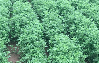 Nepeta Cataria Seeds | Catnip Catswort | Jing Jie | 200pcs/bag-Pure Chinese Herb™