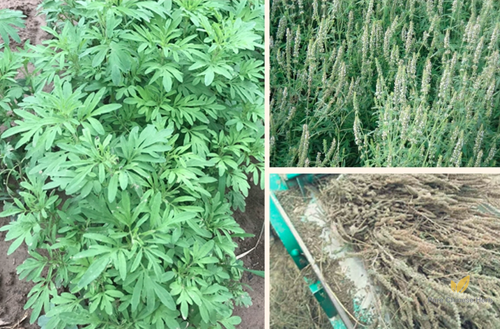 Nepeta Cataria Seeds | Catnip Catswort | Jing Jie | 200pcs/bag-Pure Chinese Herb™