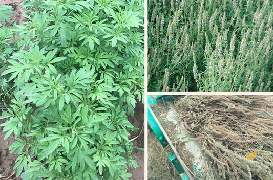 Nepeta Cataria Seeds | Catnip Catswort | Jing Jie | 200pcs/bag-Pure Chinese Herb™