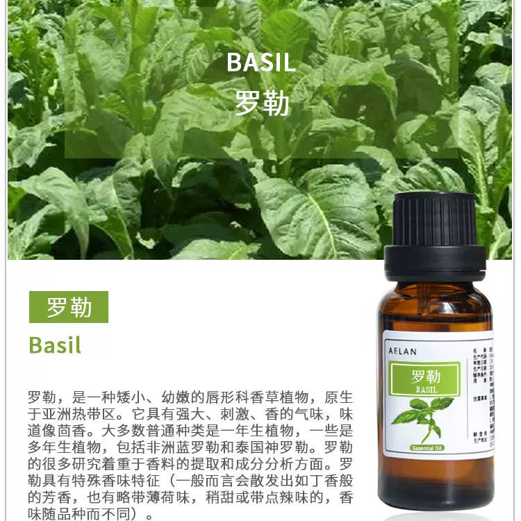 Ocimum Basilicum Essential Oil | Basil Essential Oil | Luo Le Jing You-Pure Chinese Herb™