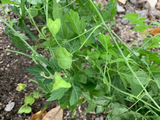 Organic Herba Cardiospermum Halicacabum | Lesser Balloon Vine | Dào Dì Líng-Pure Chinese Herb™