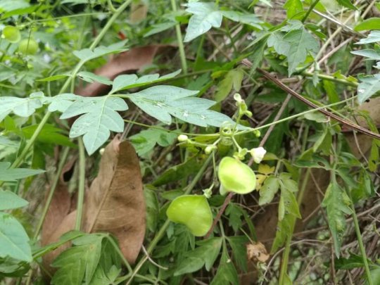 Organic Herba Cardiospermum Halicacabum | Lesser Balloon Vine | Dào Dì Líng-Pure Chinese Herb™