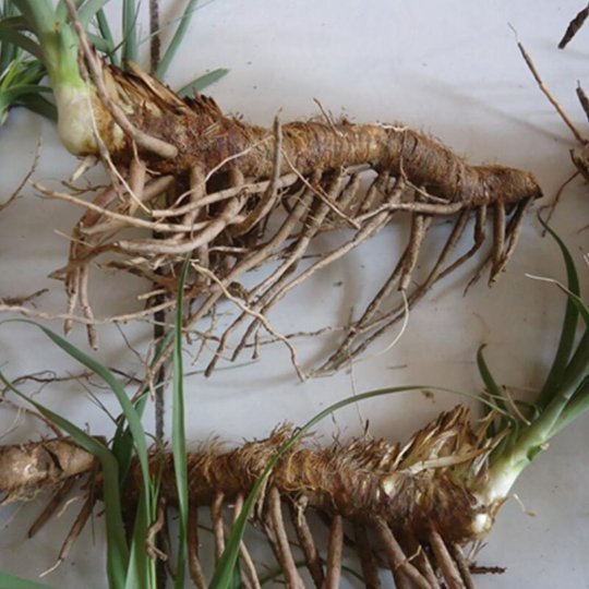 Organic Herba Common Anemarrhena Rhizome | Rhizoma Anemarrhenae | Anemarrhena asphodeloides | Zhī Mǔ-Pure Chinese Herb™
