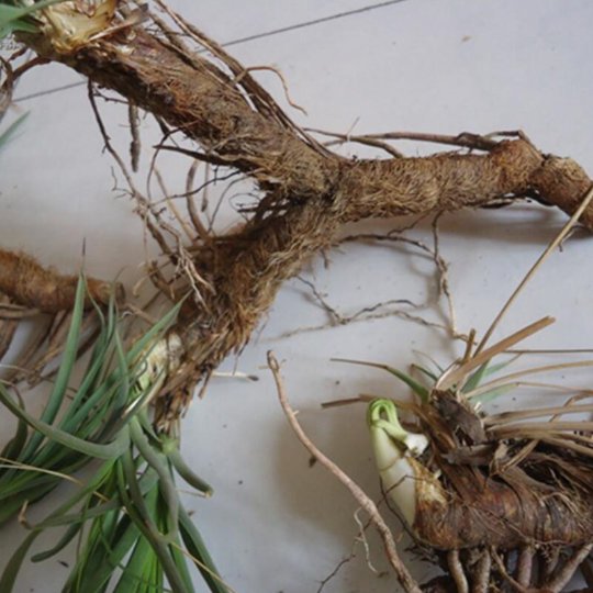 Organic Herba Common Anemarrhena Rhizome | Rhizoma Anemarrhenae | Anemarrhena asphodeloides | Zhī Mǔ-Pure Chinese Herb™