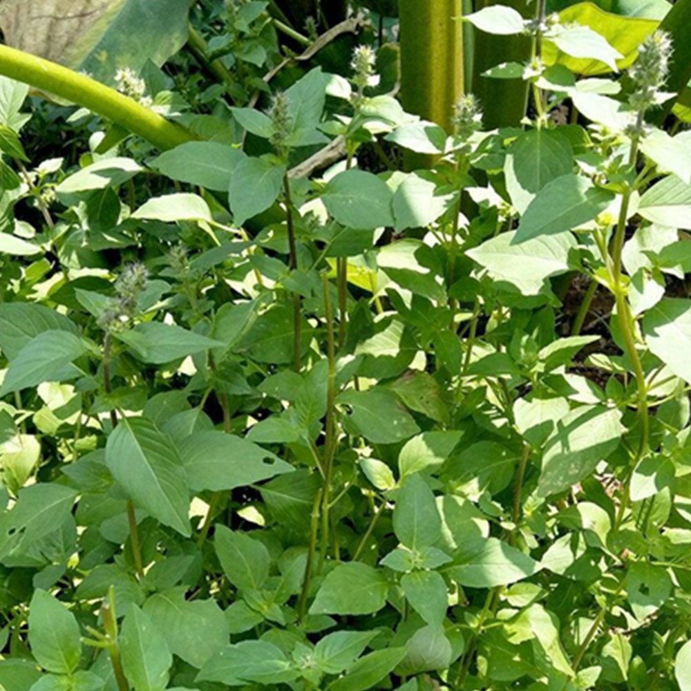 Organic Herba Fineleaf Schizonepeta | Herba Schizonepetae | Jīng Jiè-Pure Chinese Herb™