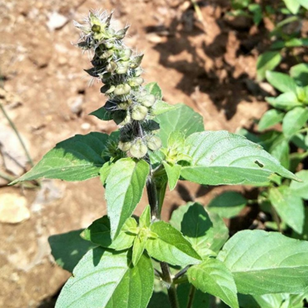 Organic Herba Fineleaf Schizonepeta | Herba Schizonepetae | Jīng Jiè-Pure Chinese Herb™