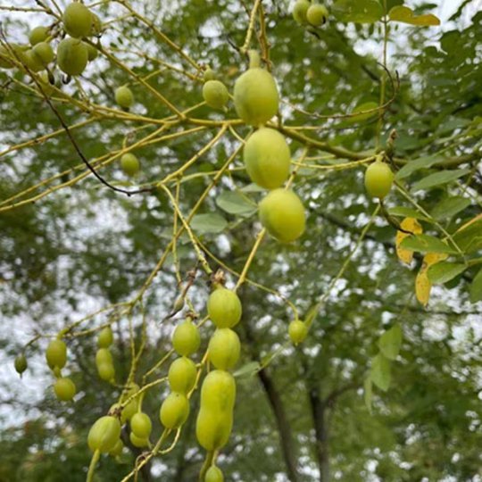 Organic Herba Fructus Sophorae | Pagodatree Pod | Fruit of Sophora japonica | Huái Jiǎo-Pure Chinese Herb™