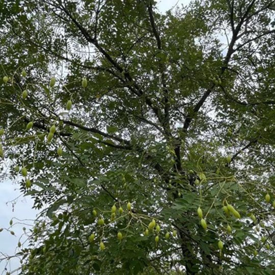 Organic Herba Fructus Sophorae | Pagodatree Pod | Fruit of Sophora japonica | Huái Jiǎo-Pure Chinese Herb™