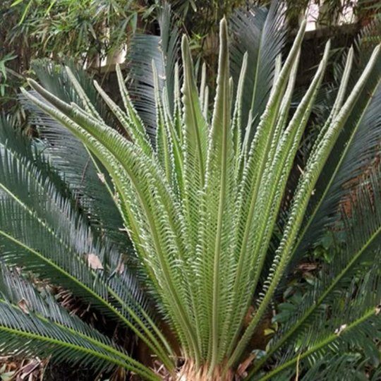 Organic Herba Fruticose Dracaena Leaf | Cordyline Fruticosa | Hóng Yè Tiě Shù-Pure Chinese Herb™