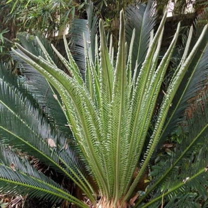 Organic Herba Fruticose Dracaena Leaf | Cordyline Fruticosa | Hóng Yè Tiě Shù-Pure Chinese Herb™
