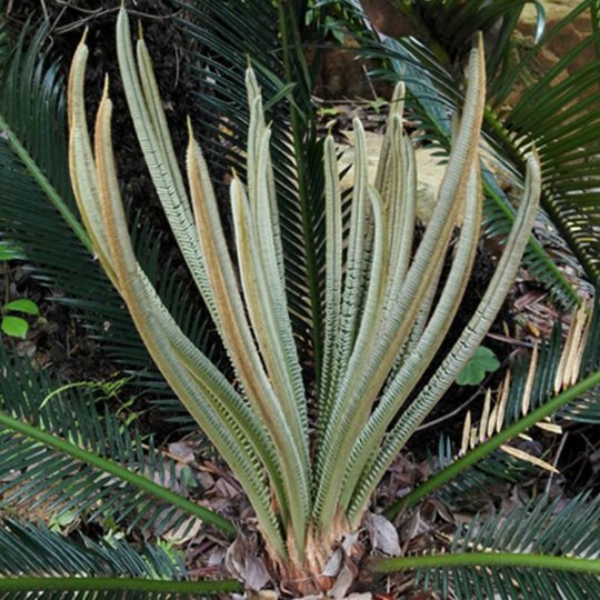 Organic Herba Fruticose Dracaena Leaf | Cordyline Fruticosa | Hóng Yè Tiě Shù-Pure Chinese Herb™