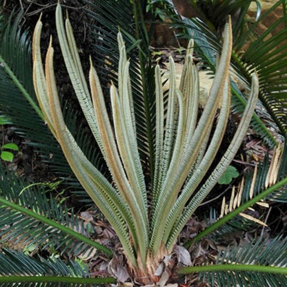 Organic Herba Fruticose Dracaena Leaf | Cordyline Fruticosa | Hóng Yè Tiě Shù-Pure Chinese Herb™