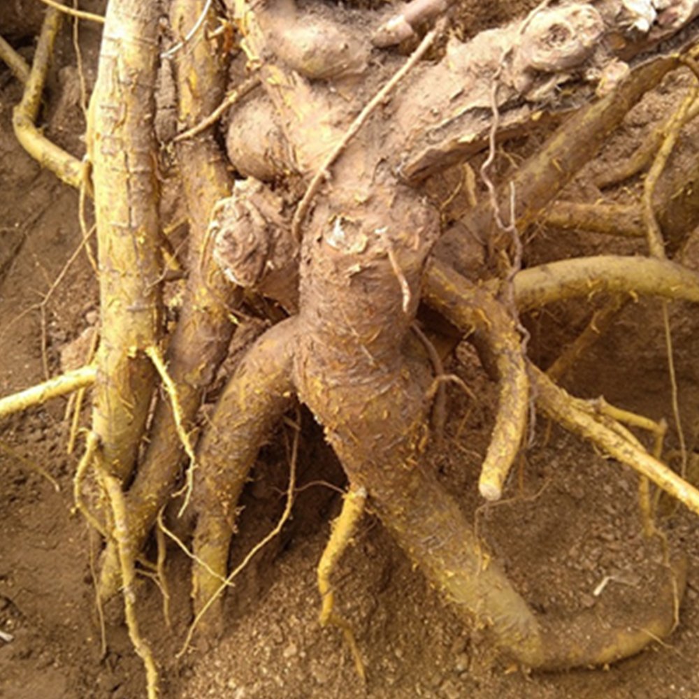 Organic Herba Lightyellow Sophora Root | Radix Sophorae Flavescentis | Kǔ Shēn-Pure Chinese Herb™