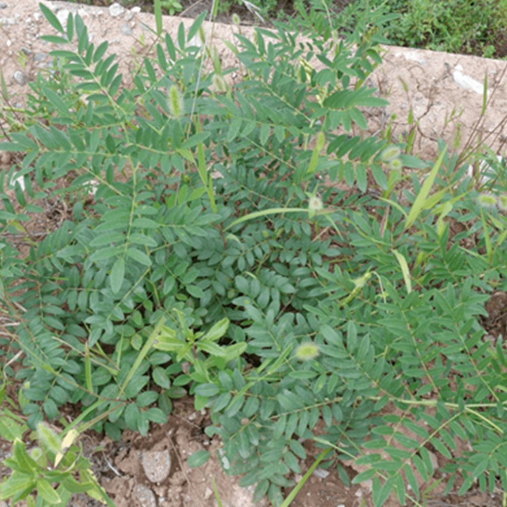 Organic Herba Lightyellow Sophora Root | Radix Sophorae Flavescentis | Kǔ Shēn-Pure Chinese Herb™