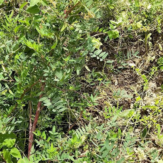 Organic Herba Radix Hedysari | Manyinflorescence Sweetvetch Root | Hedysarum polybotrys | Hóng Qí-Pure Chinese Herb™