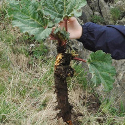 Organic Herba Rhubarb Radix et Rhizoma Rhei Rheum Palmatum Great Quality-Pure Chinese Herb™