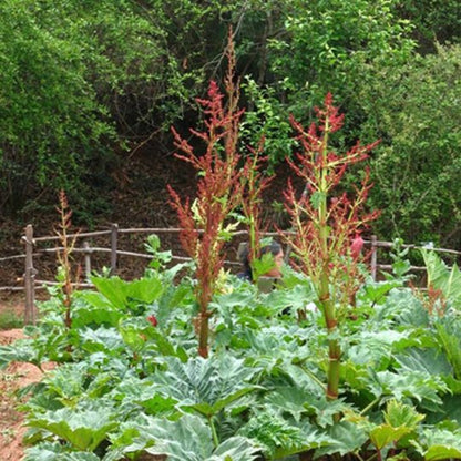 Organic Herba Rhubarb Radix et Rhizoma Rhei Rheum Palmatum Great Quality-Pure Chinese Herb™