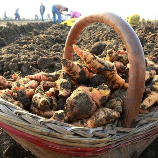 Organic Herba Root of Rehmannia Glutinosa | Raw Rehmannia Root | Radix Rehmanniae | Shēng Dì Huáng-Pure Chinese Herb™