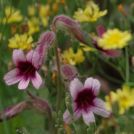 Organic Herba Root of Rehmannia Glutinosa | Raw Rehmannia Root | Radix Rehmanniae | Shēng Dì Huáng-Pure Chinese Herb™