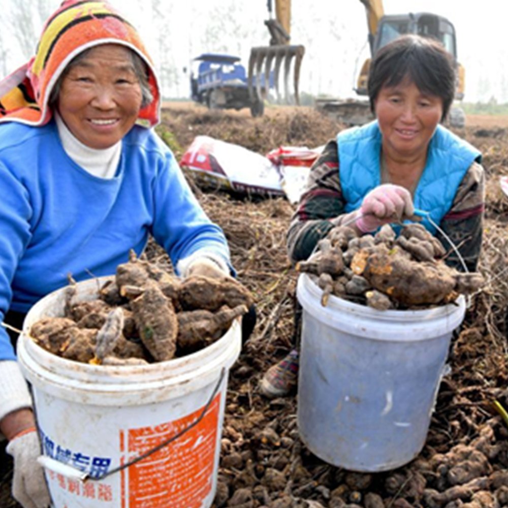 Organic Herba Tuber Fleeceflower Root | Premium Radix Polygoni Multiflori | Hé Shǒu Wū-Pure Chinese Herb™