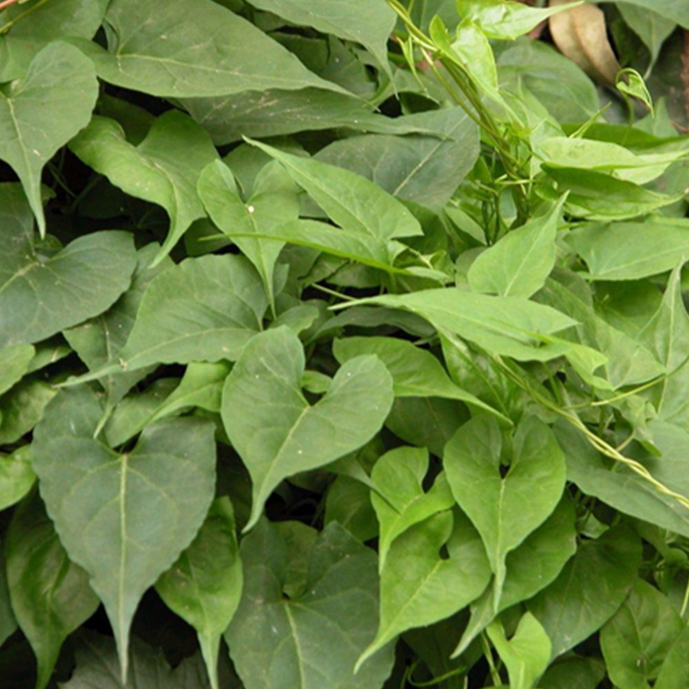 Organic Herba Tuber Fleeceflower Root | Premium Radix Polygoni Multiflori | Hé Shǒu Wū-Pure Chinese Herb™