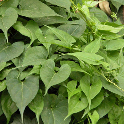 Organic Herba Tuber Fleeceflower Root | Premium Radix Polygoni Multiflori | Hé Shǒu Wū-Pure Chinese Herb™
