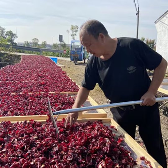 Organic Roselle Tea | Dried Roselle Buds | Hibiscus Flower | Luò Shén Huā-Pure Chinese Herb™