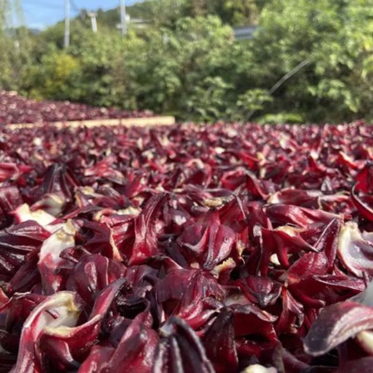Organic Roselle Tea | Dried Roselle Buds | Hibiscus Flower | Luò Shén Huā-Pure Chinese Herb™